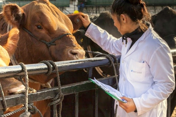 Successful Veterinarian with AniTec